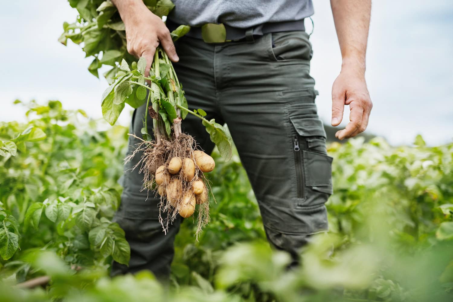 Mann hält einen frischen Bund Kartoffeln im Feld in der Hand