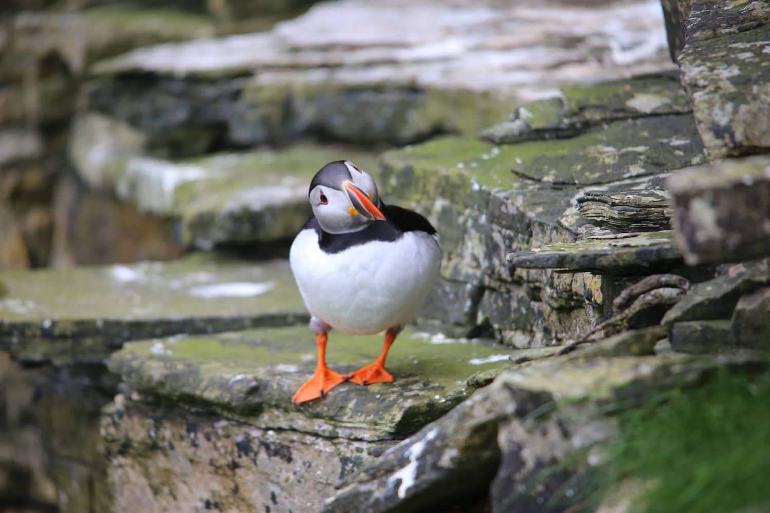 Papageientaucher in Westray Orkney auf den Klippen 