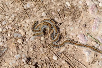 Prozessionsspinner-Raupen kriechen in einer typischen Prozession über einen Waldweg auf Mallorca.