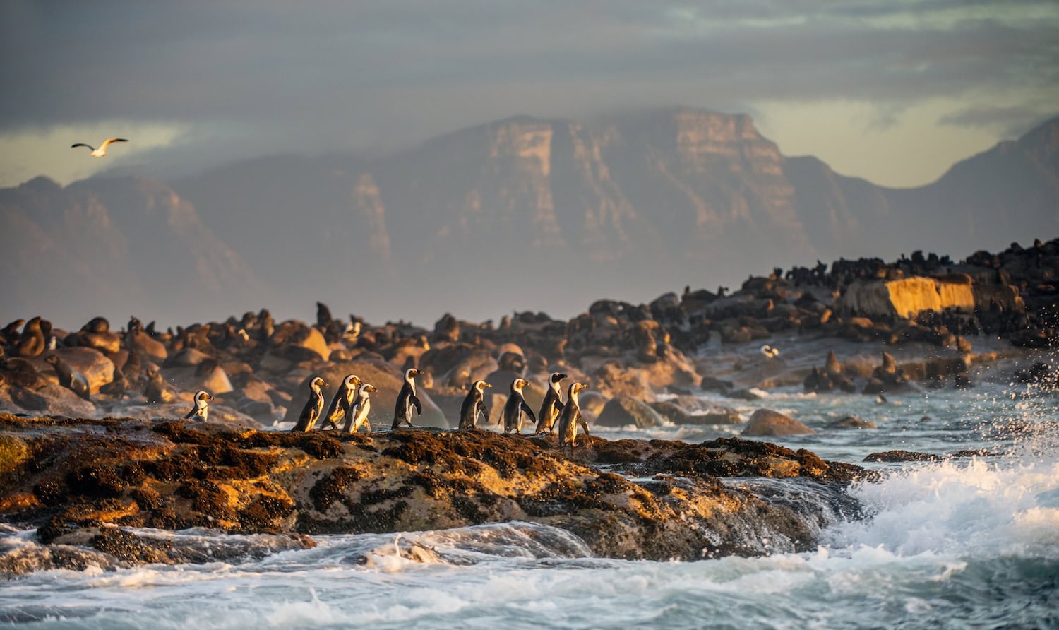 Pinguine auf einer Klippe an der False Bay