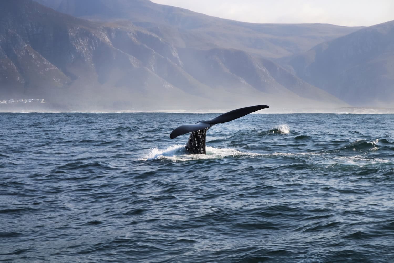 Wal in Hermanus in Südafrika