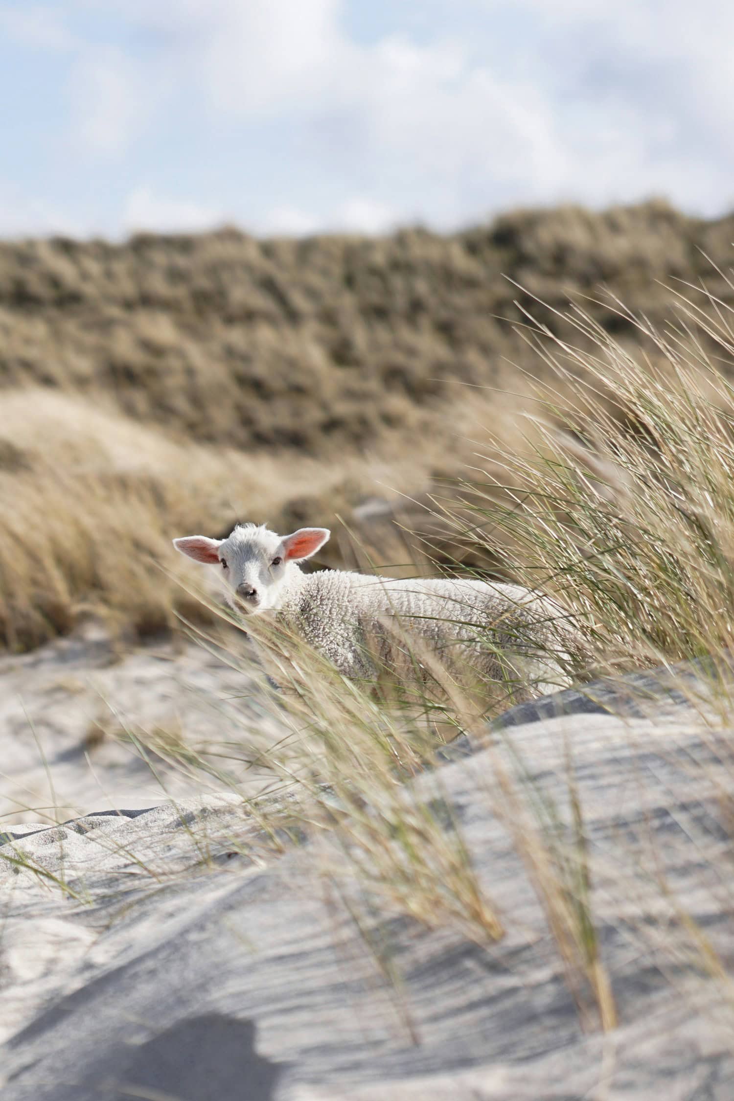 Schaf in den Dünen von Sylt