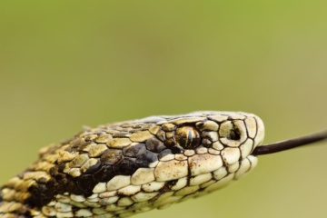 Nahaufnahme der Ungarischen Wiesenotter (Vipera ursinii rakosiensis)