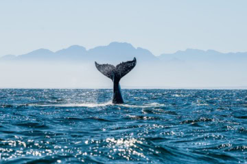 Walflosse im Meer mit Bergen im Hintergrund