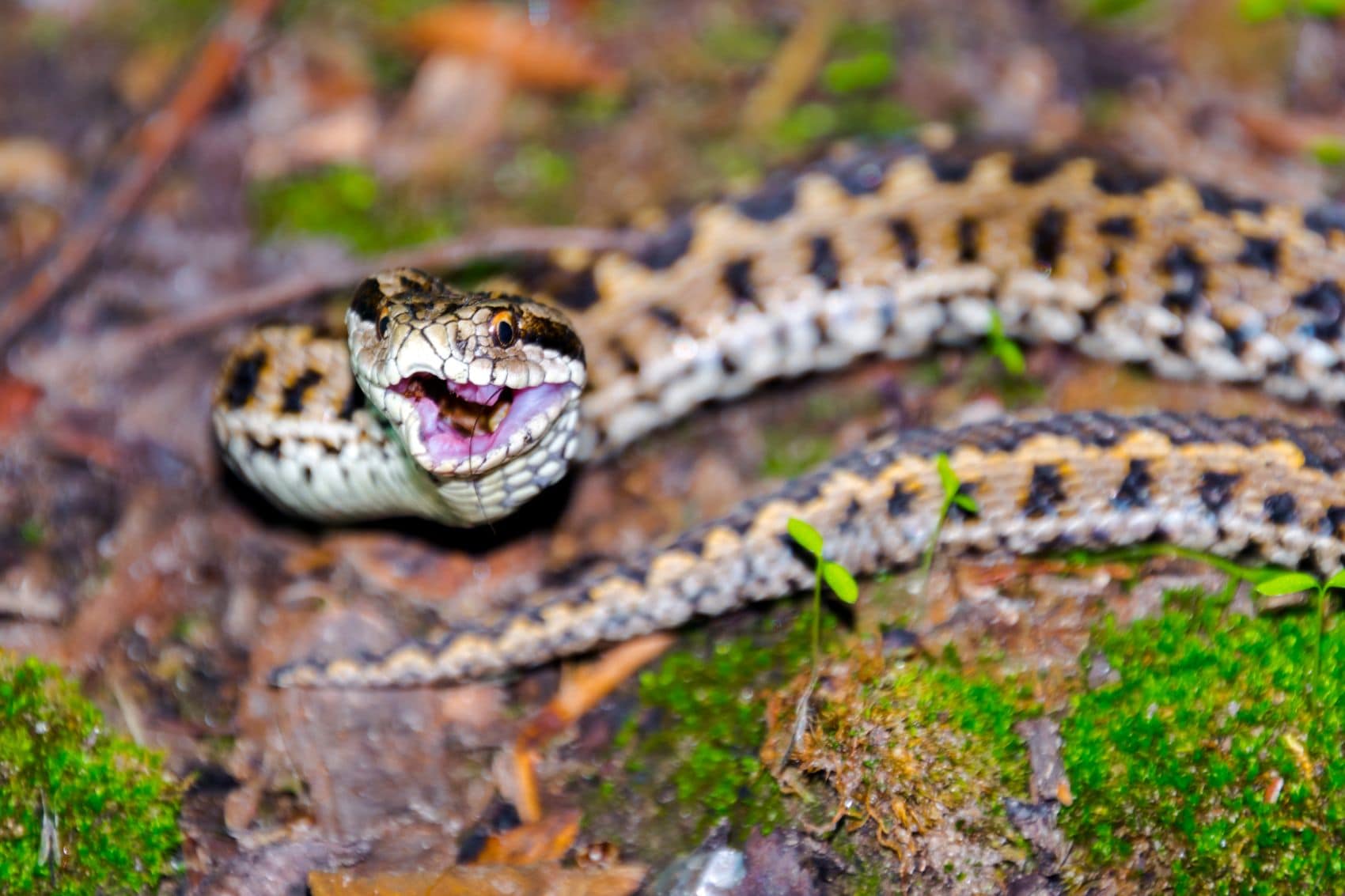 Wiesenotter (Vipera ursinii) mit geöffnetem Maul 