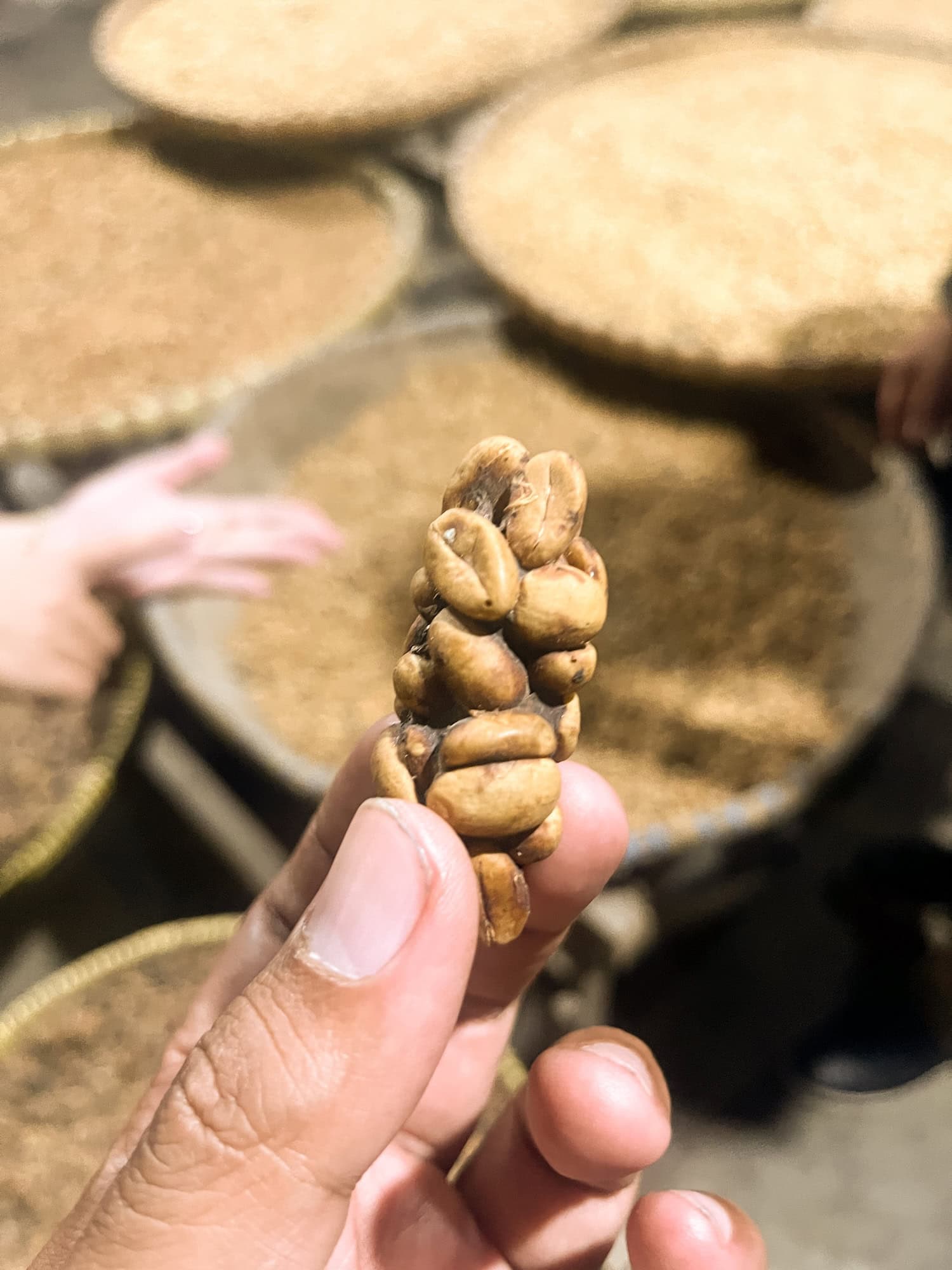 Bohne Kopi Luwak