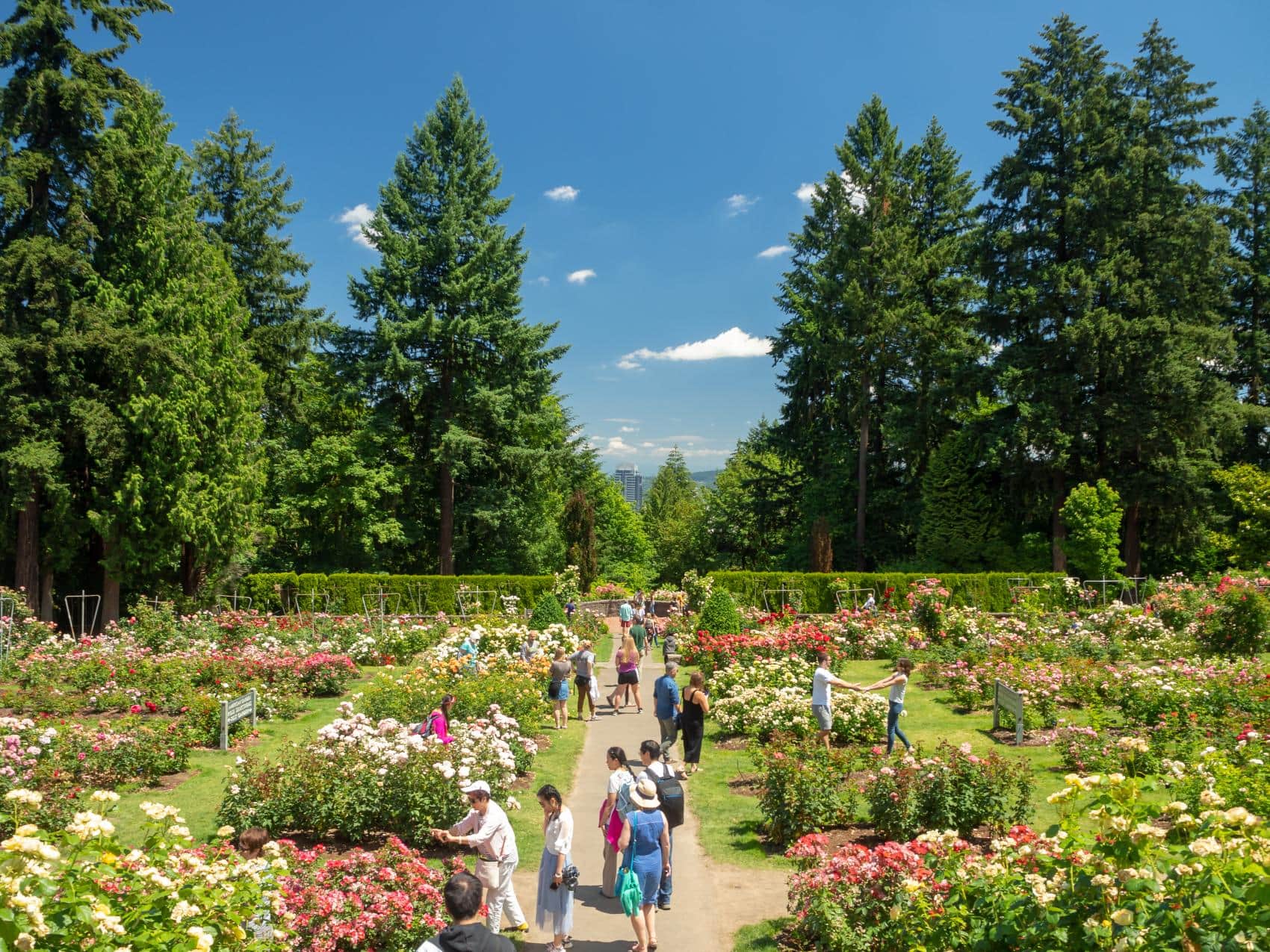 International Rose Test Garten in Portland 