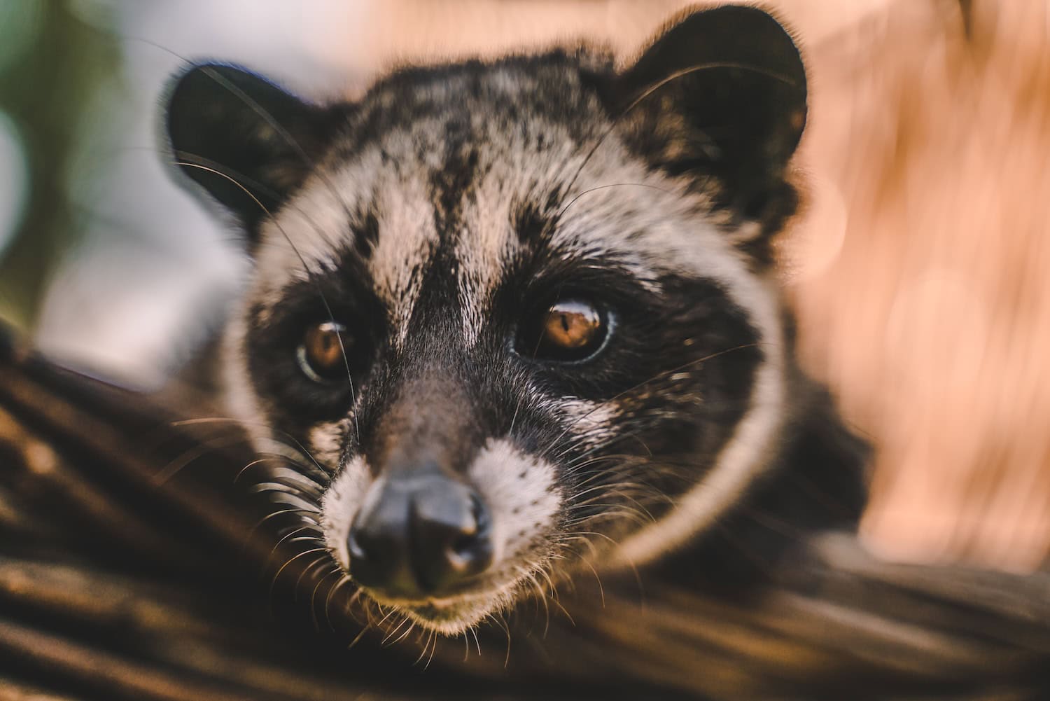 Schleichkatzen, die für Kopi Luwak misshandelt werden