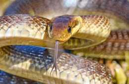 Eine Äskulapnatter.