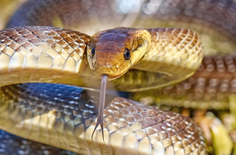 Eine Äskulapnatter.