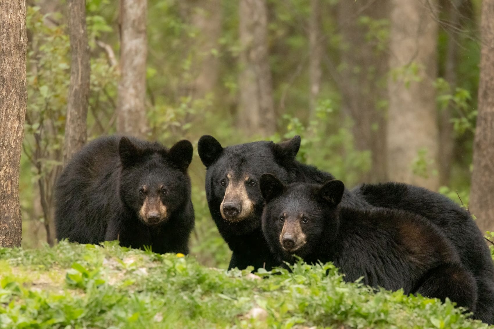 Amerikanisches Schwarzbär-Weibchen mit ihren beiden Jungen in dichtem Wald in Minnesota, USA