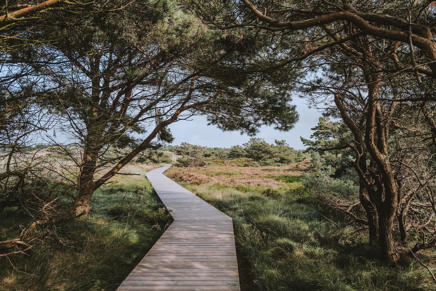 Dünenlandschaft auf Amrum