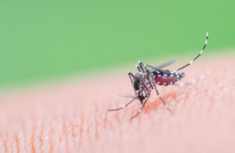 Nahaufnahme einer Asiatischen Tigermücke (Aedes albopictus)