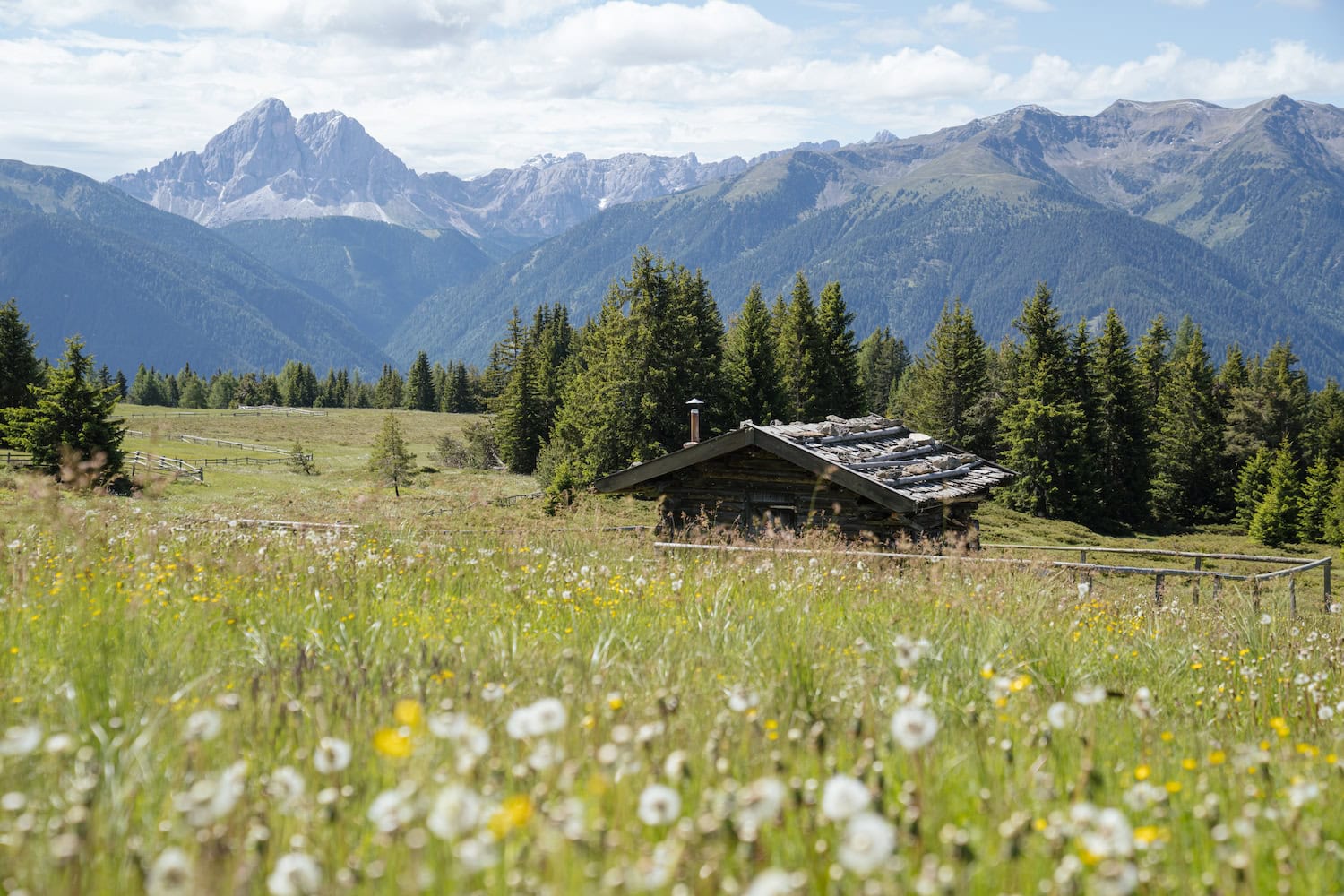 Almwiese mit Blumen und Bergeblick an der Rodenecker Lüsener Alm in Gitschberg Jpchtal