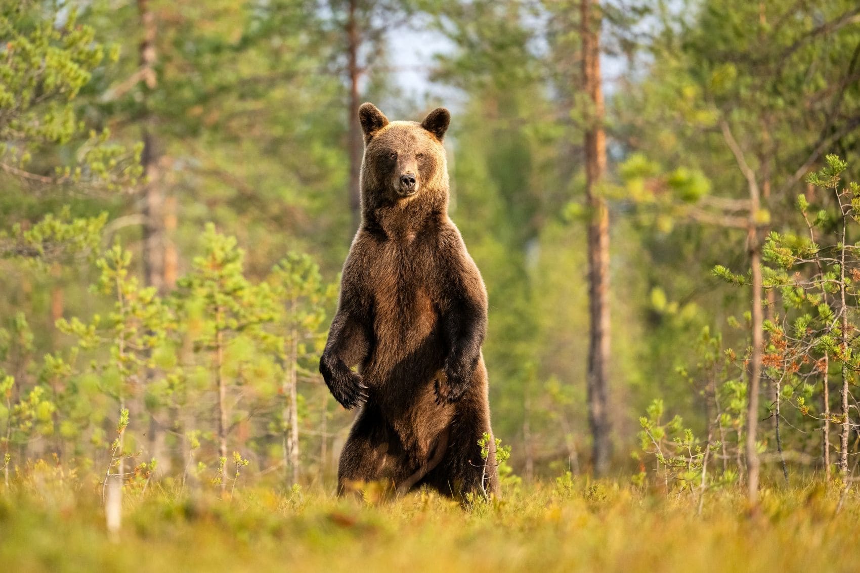 Braunbär aufrecht stehend in der Natur