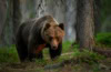 Einzelner Braunbär (Ursus arctos) im Wald