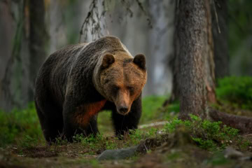 Einzelner Braunbär (Ursus arctos) im Wald
