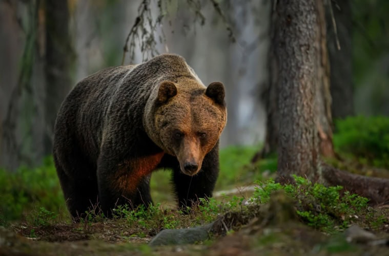 Einzelner Braunbär (Ursus arctos) im Wald