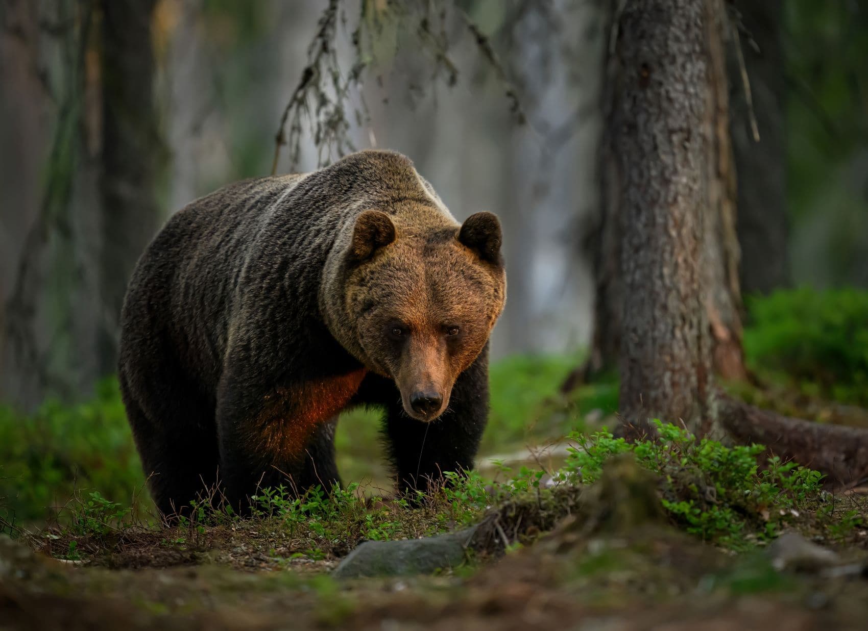 braunb-r-grizzly-oder-schwarzb-r-unterschiede-und-wie-du-dich-sch-tzt