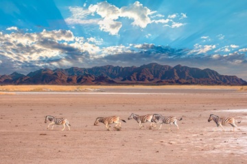 Zebras laufen durch den Etosha Nationalpark in Namibia