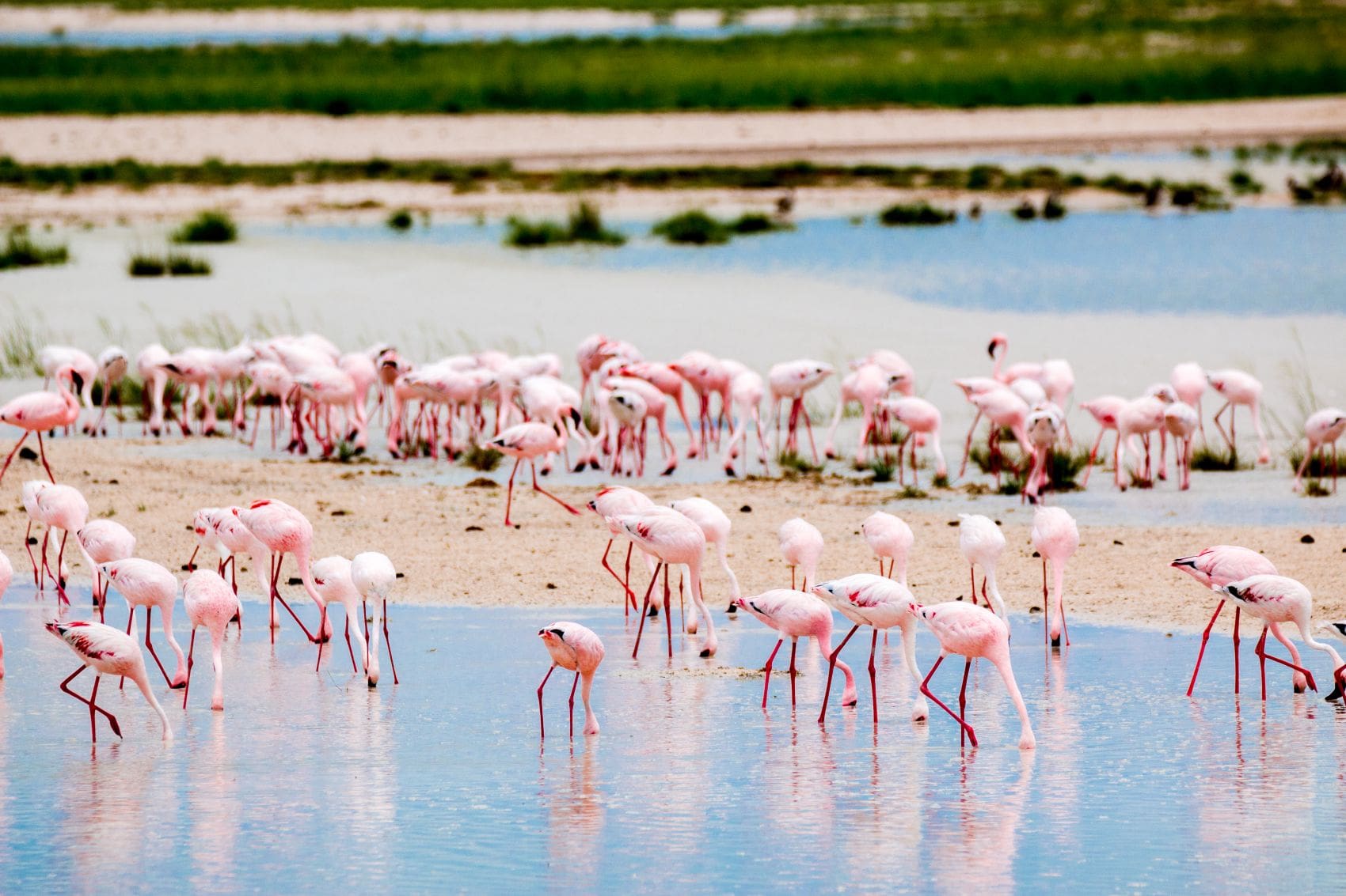 Rosafarbene Flamingos im Etosha-Nationalpark in Namibia 