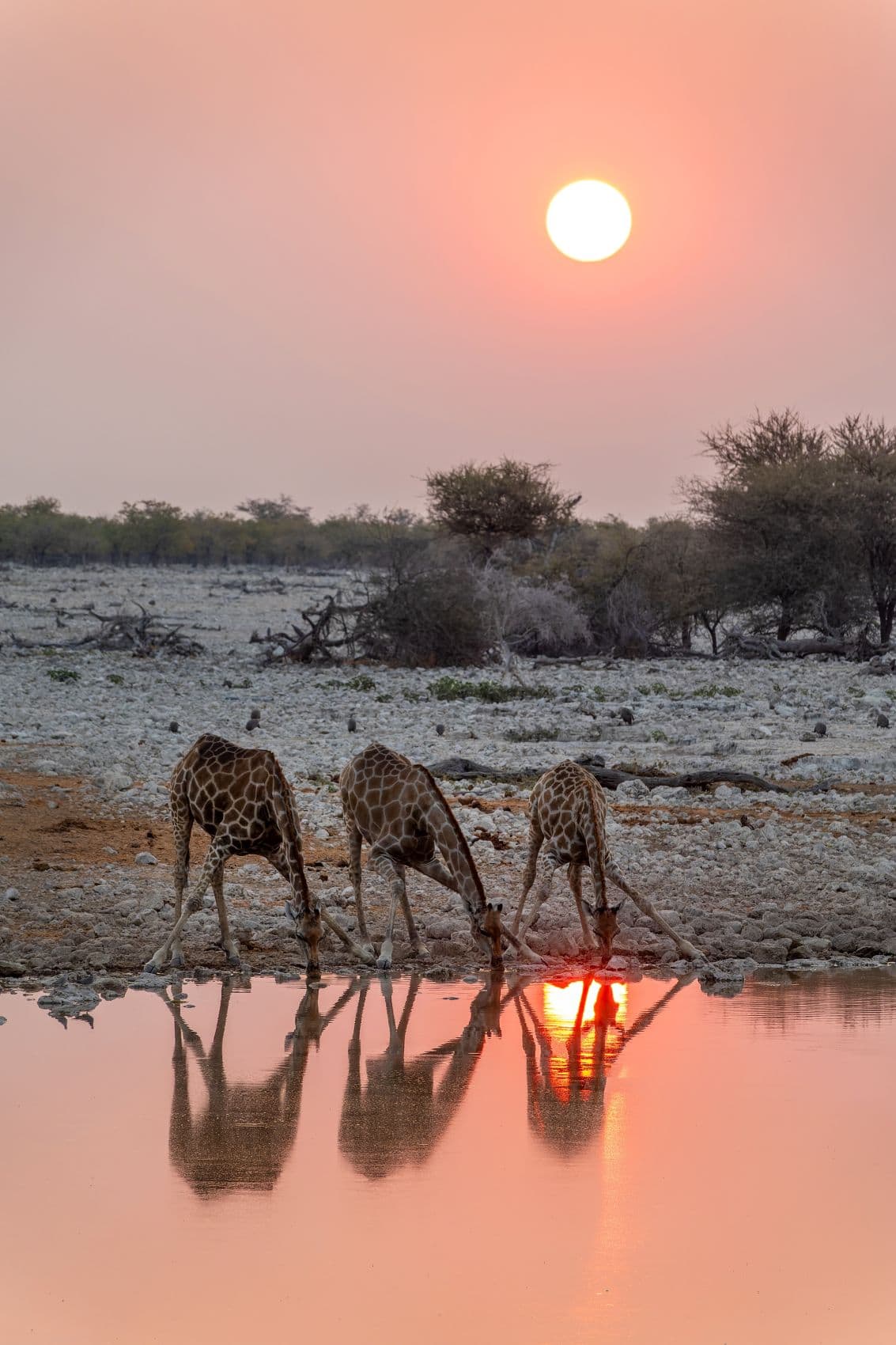 Giraffen trinken im Etosha Nationalpark aus einem Wasserloch 