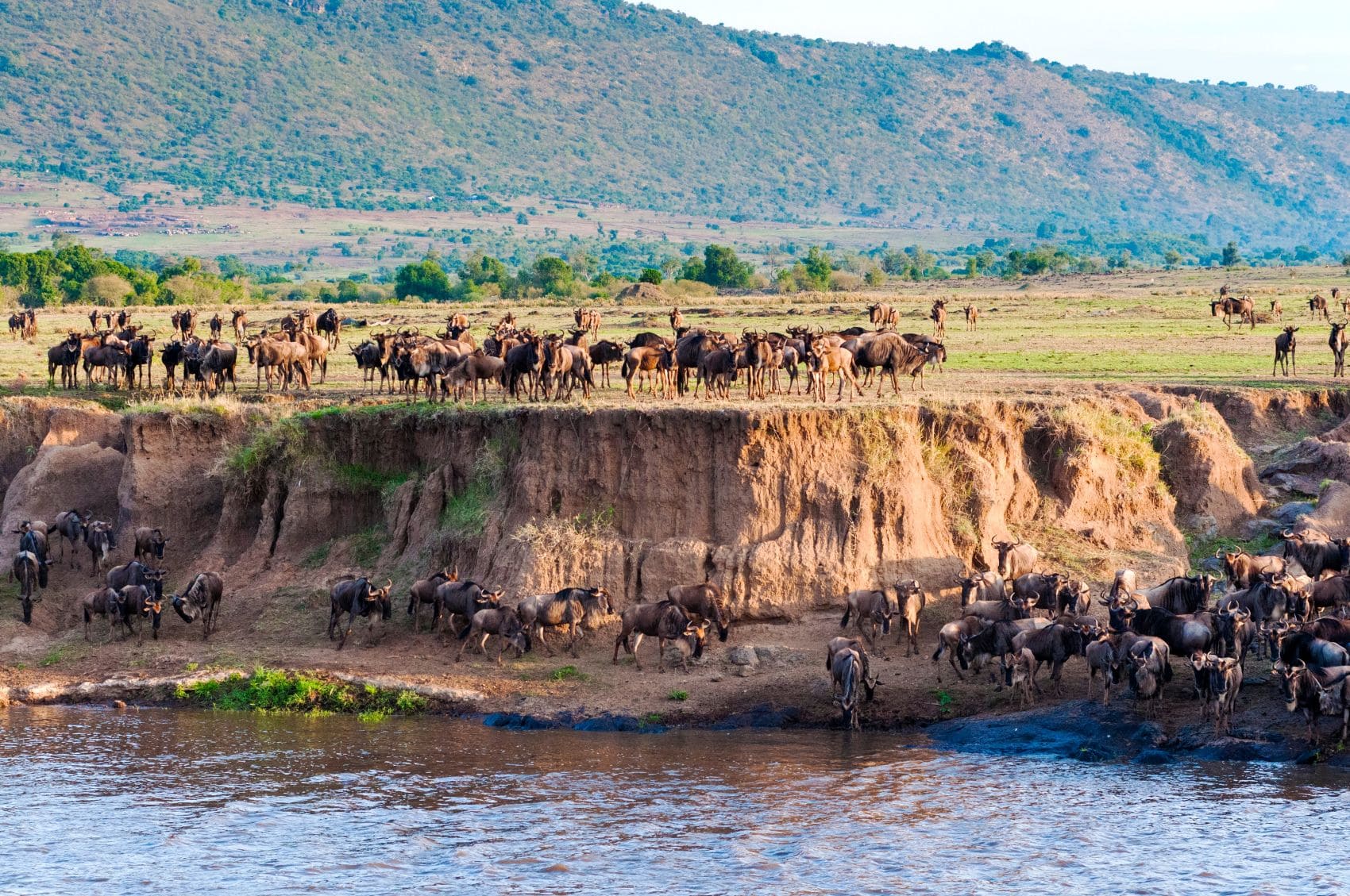 Gnus-Herde am Ufer des Mara Flusses in Kenia 