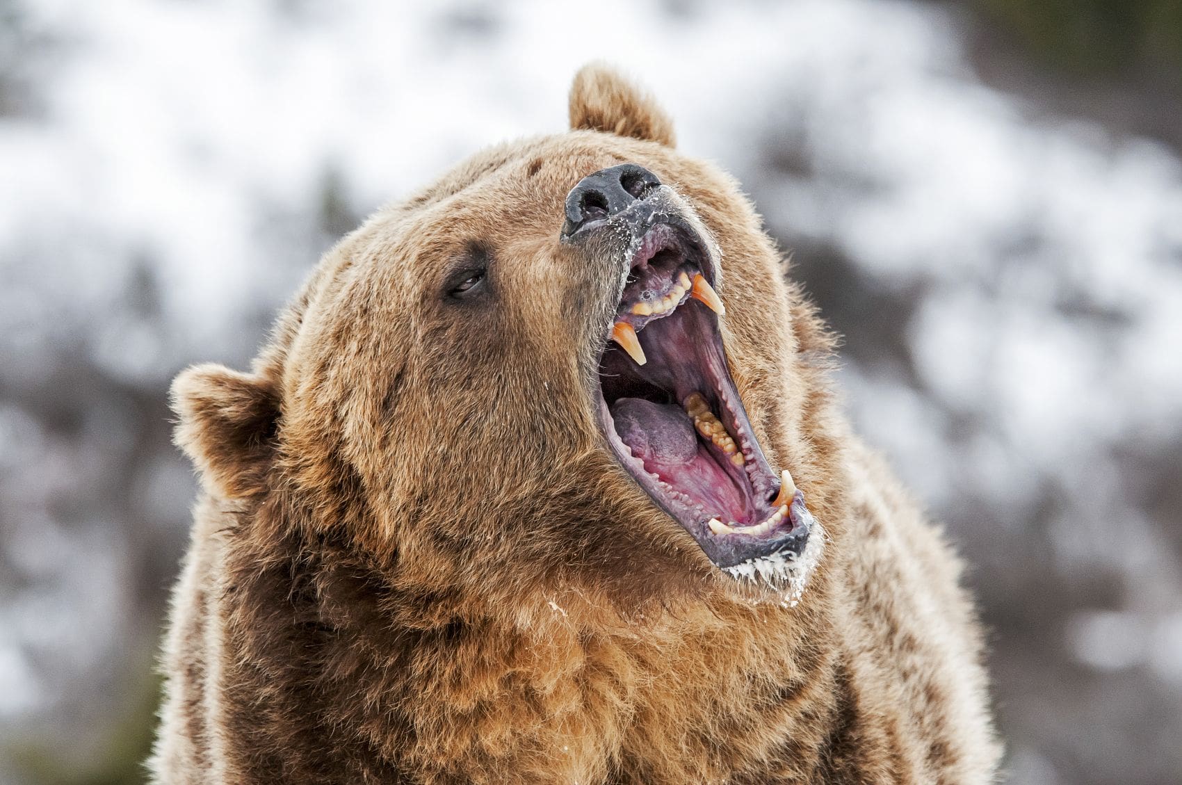 Nahaufnahme eines Grizzly-Bären mit weit aufgerissenem Maul
