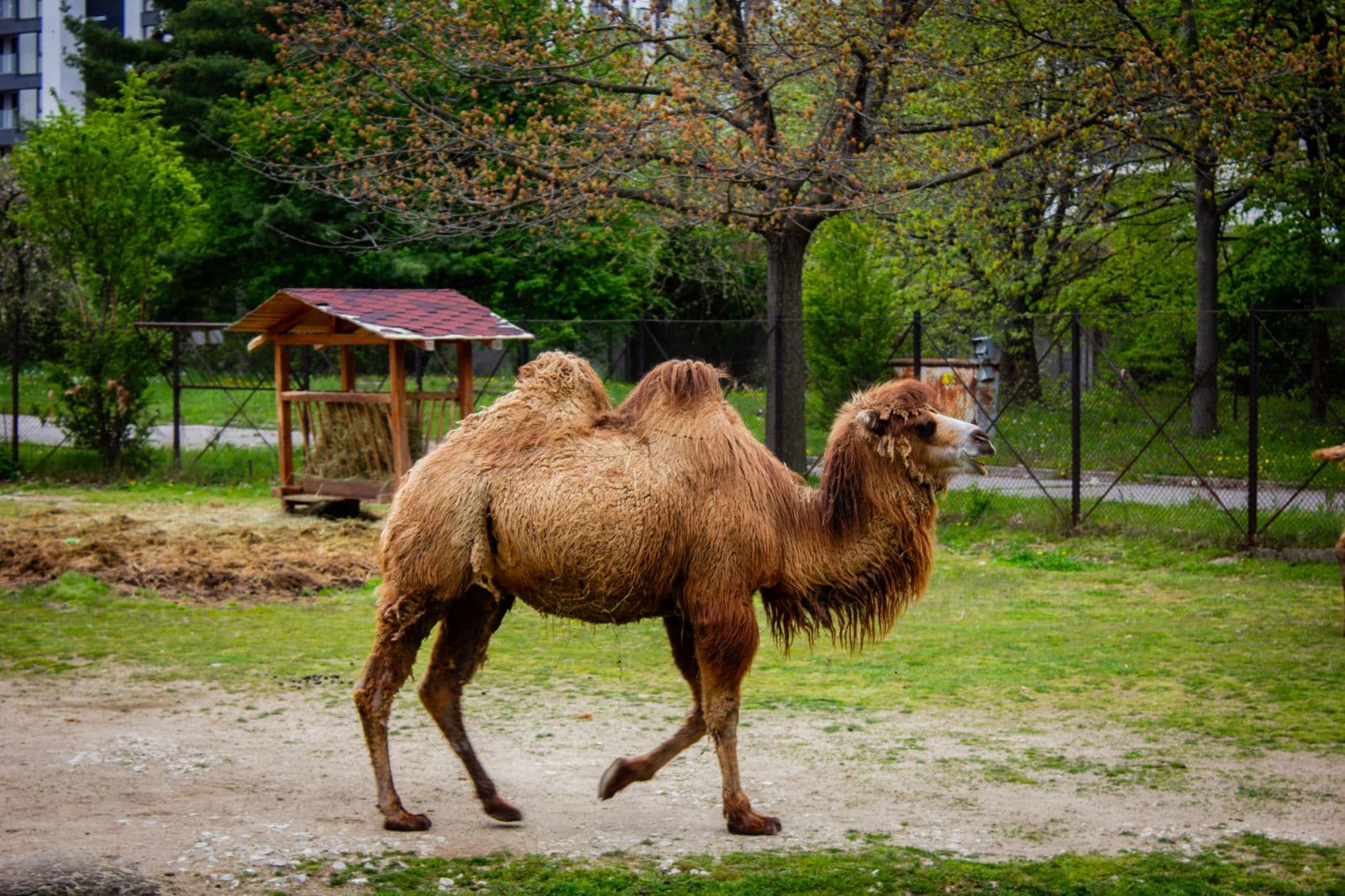 Kamel im Zoo in Sofia 