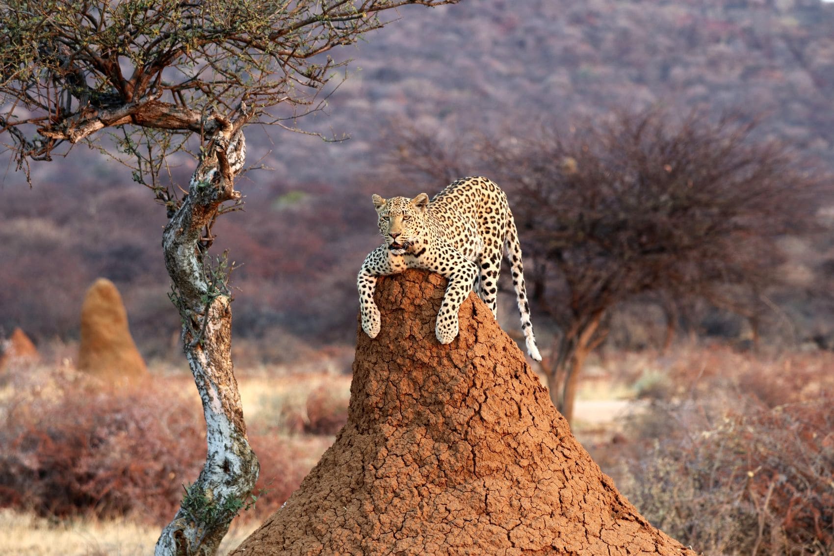 Leopard liegt auf einem Termitenhügel