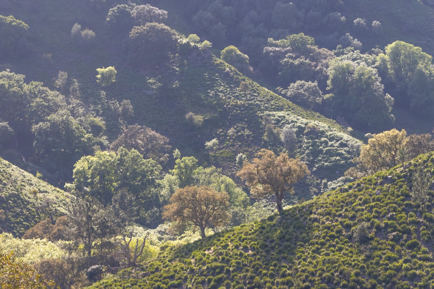 Wälder im Tapada Nacional de Mafra bei Lissabon im Herbst