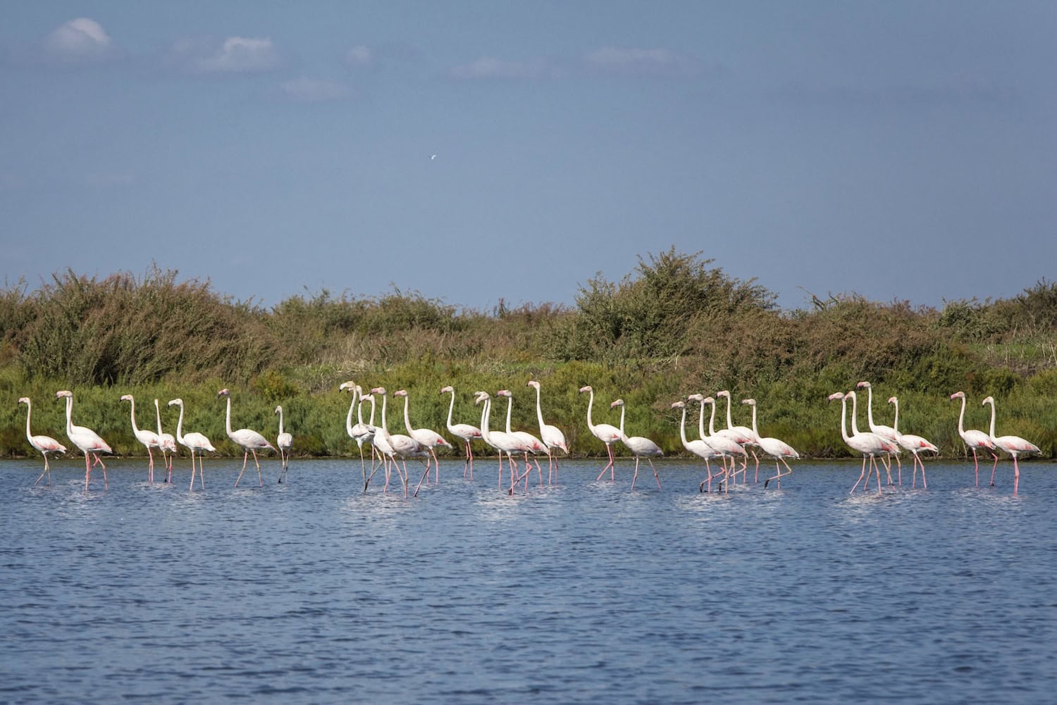 Flamingos im seichten Wasser