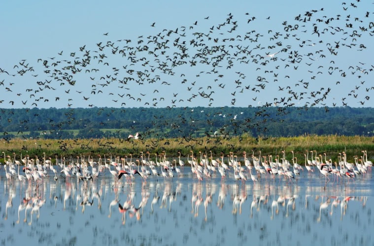 Die Tejo-Mündung ist im Herbst perfekt für Vogelbeobachtungen.