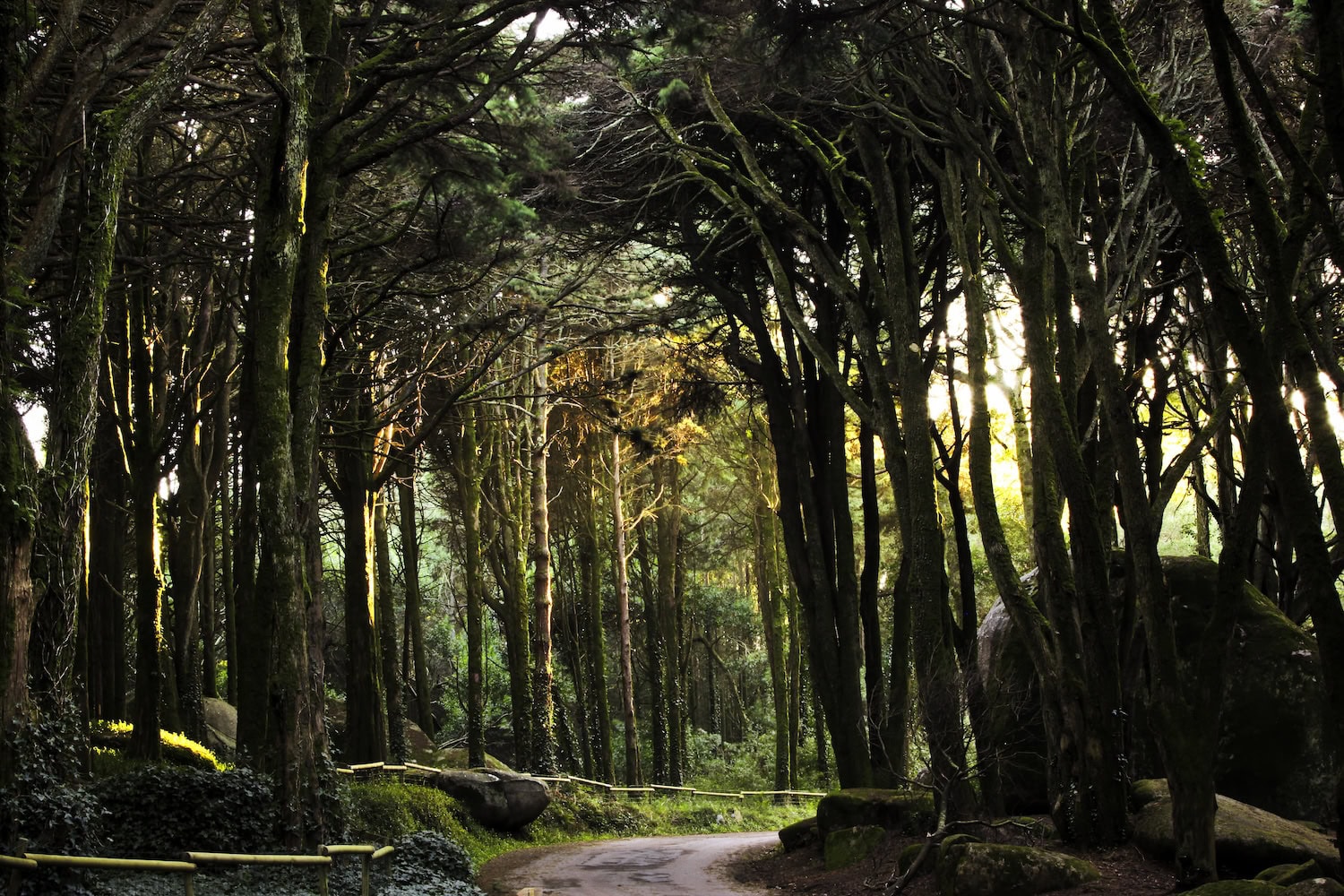 Wald in Sintra bei Lissabon