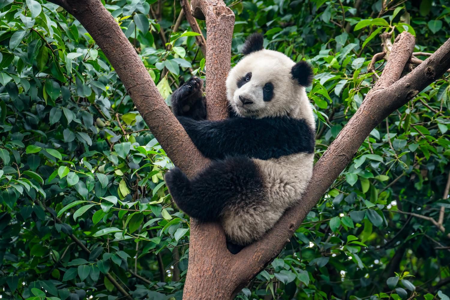 riesiger Panda auf einem Baum