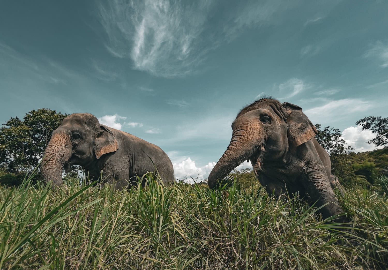 Elefanten in Thailand auf einer Wiese