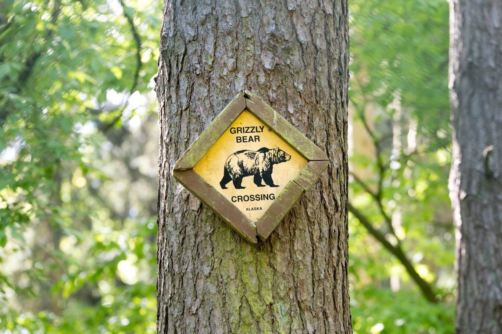 Piktogramm an Baum weist auf Grizzly-Bären hin