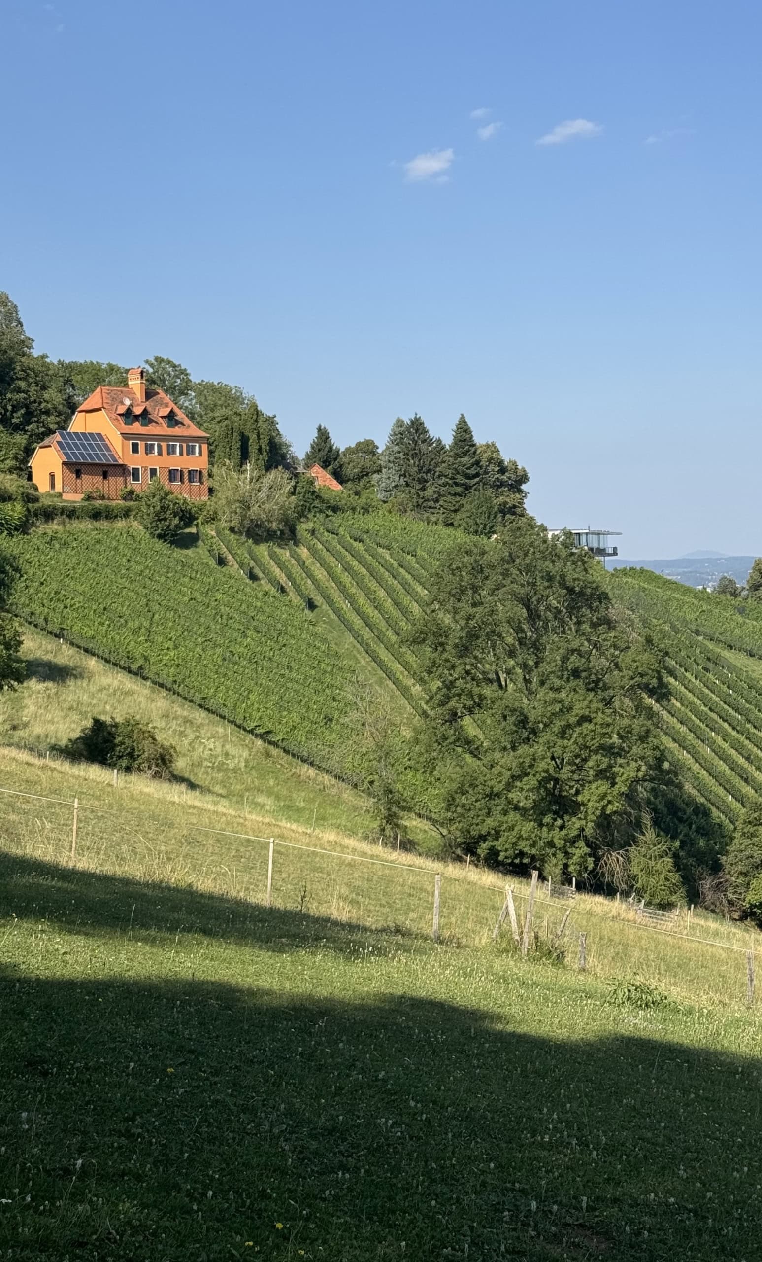 Blick auf die Weinberge von Falter Ego.