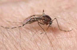 Ringelmücke (Culiseta annulata) auf menschlicher Haut