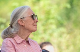 Jane Goodall während eines Besuchs in Budapest.