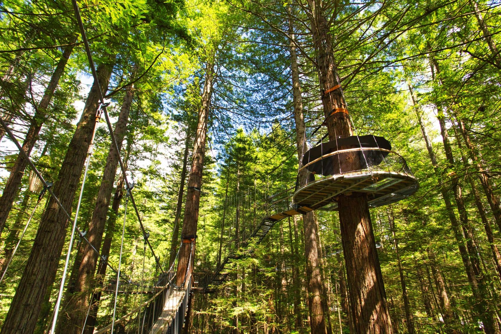 Holzstege im Whakarewarewa Forest, Neuseeland 
