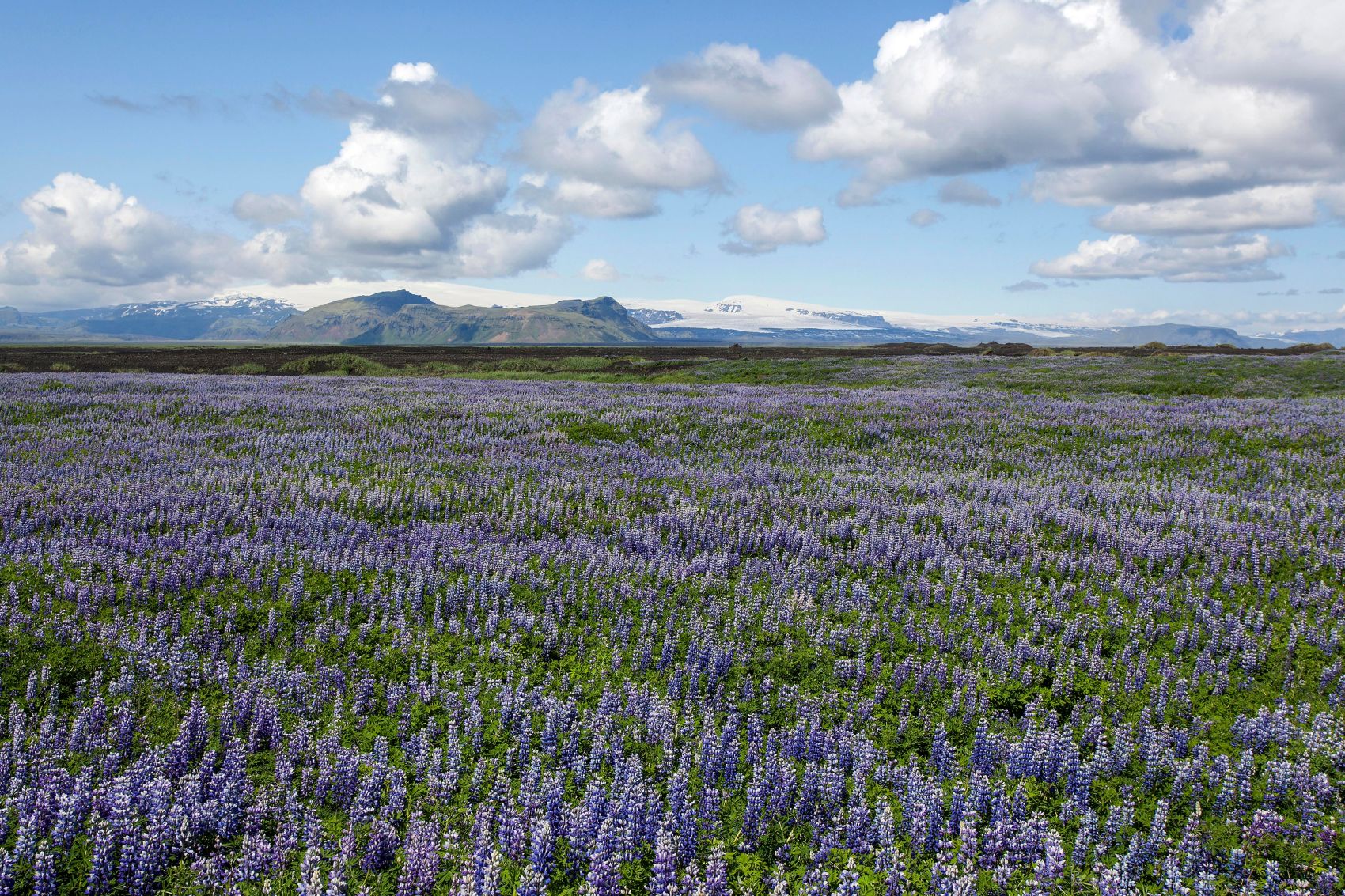 Alaska-Lupine (Lupinus nootkatensis) auf Wiese in Südisland (Lupinus nootkatensis)