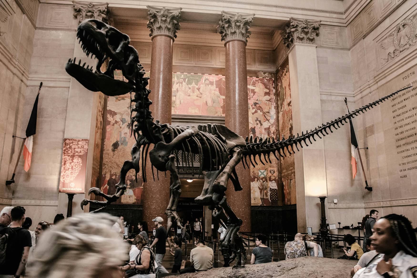 Ein Dinosaurierskelett im American Museum of Natural History in New York.