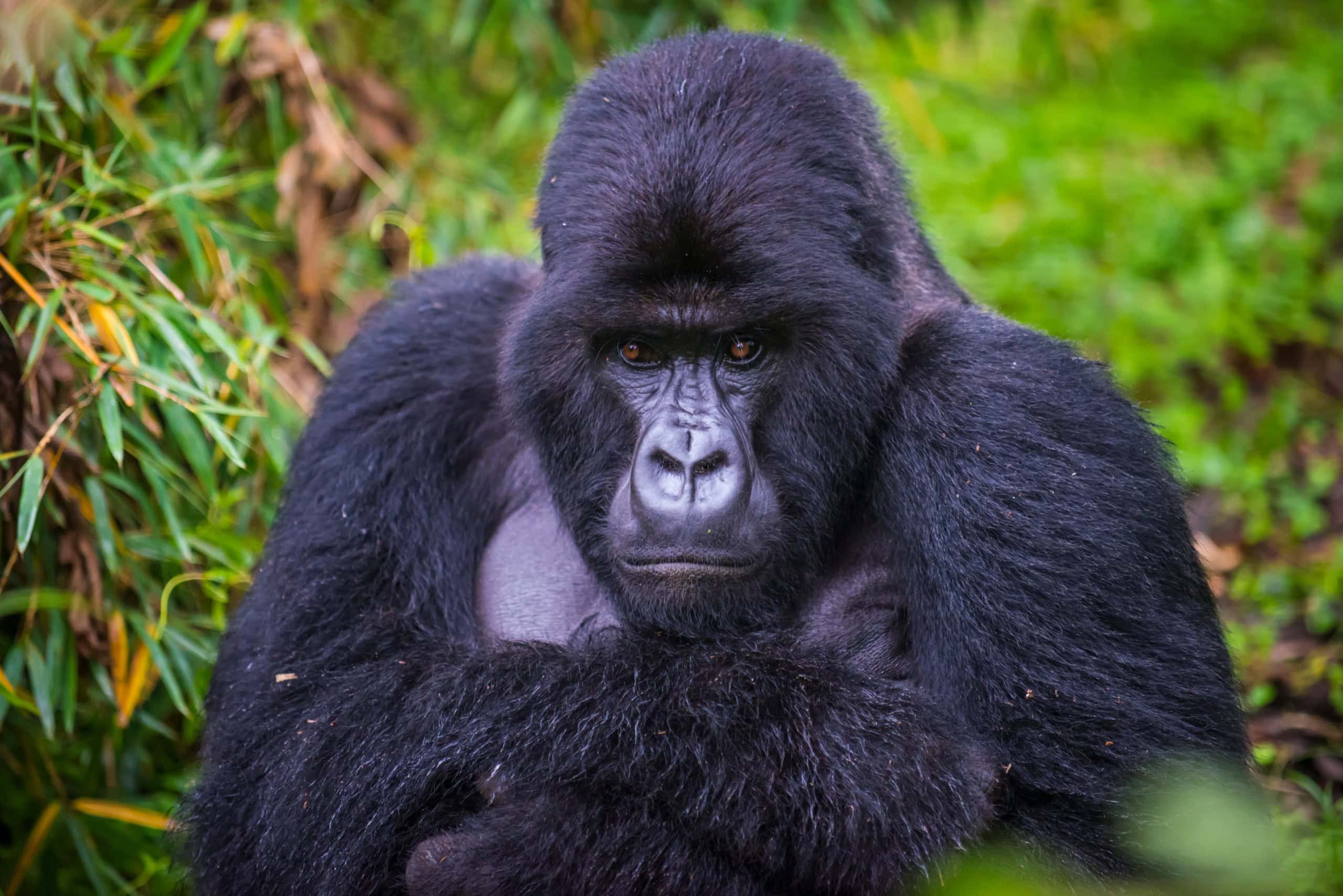 Immer mehr Tiere sind vom Aussterben bedroht – auch der Berggorilla.