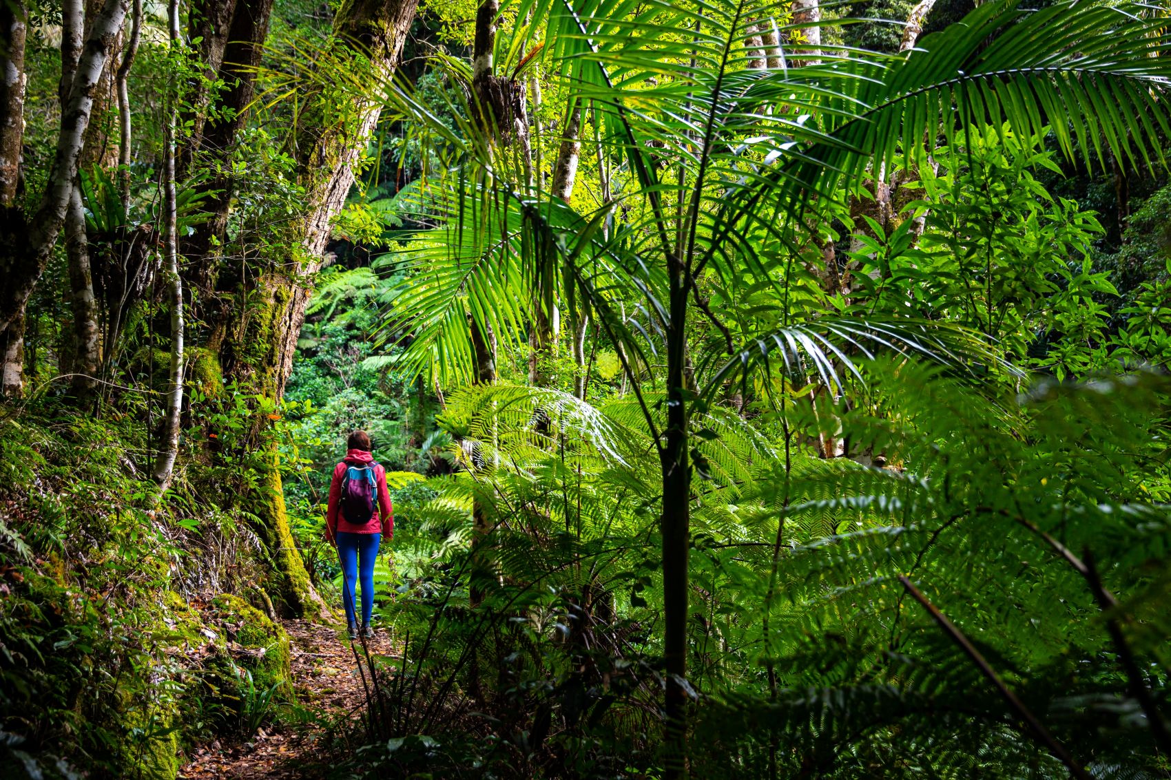 Frau wandert durch den Daintree Nationalpark in Australien 