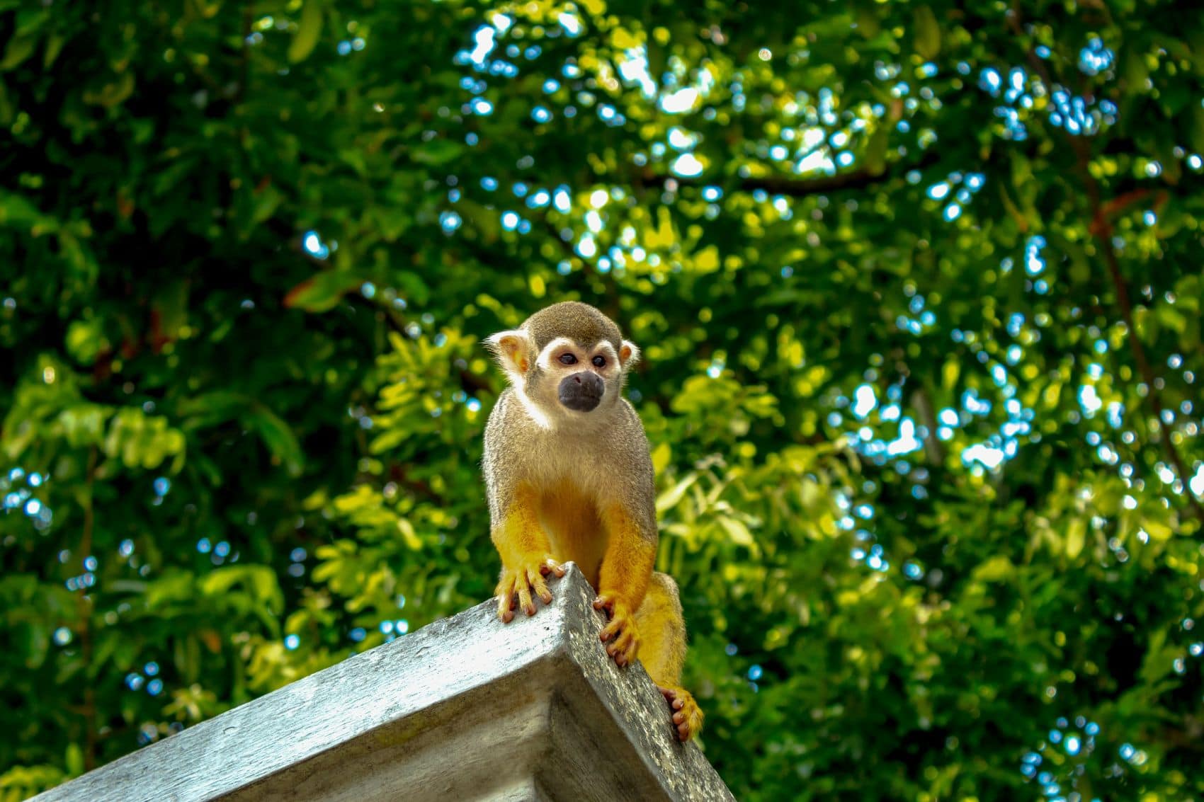 Eichhörnchenaffe im Park Rodrigues alves in Belem, Brasilien