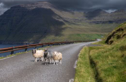 Drei Schafe stehen auf einer Straße auf den Färöer-Inseln.