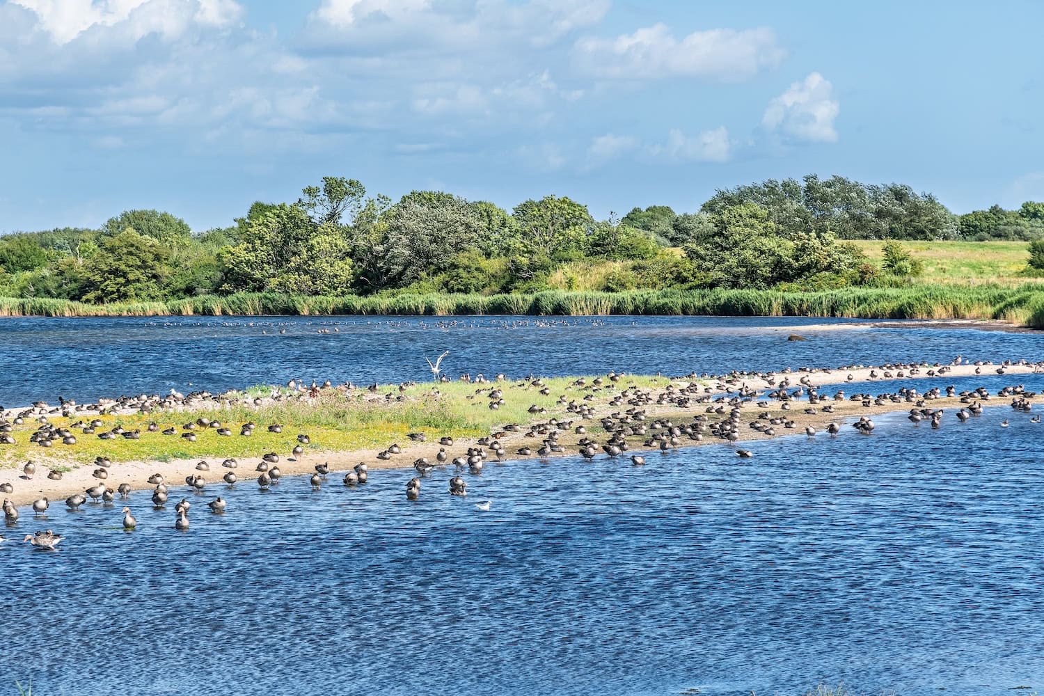 Vögel am Wasser auf der Halbinsel Holnis bei Flensburg