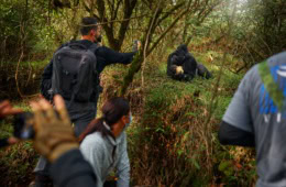 Touristen fotografieren einen Berggorilla.