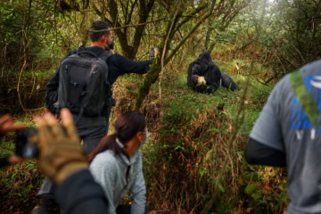 Touristen fotografieren einen Berggorilla.